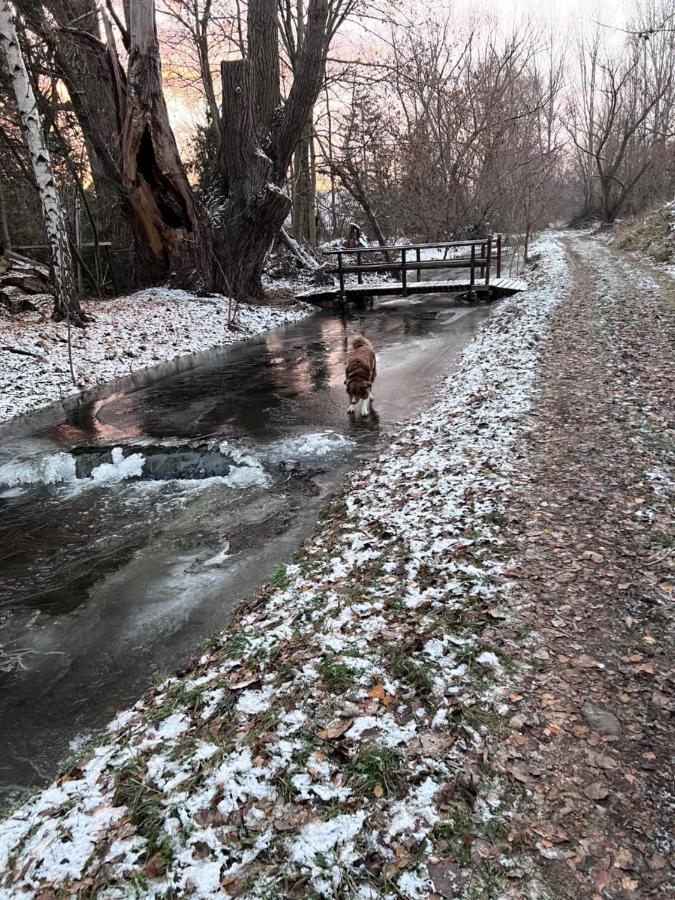 Ferienhaus Am Muehlgraben Thale Exteriör bild